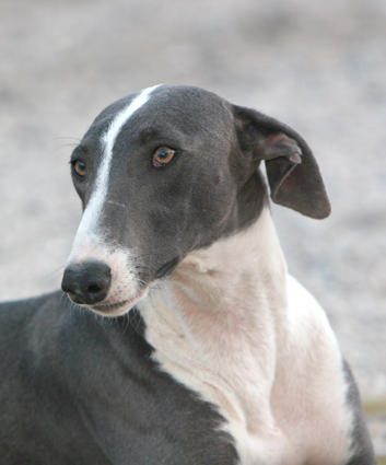 Galga AMORA aus Murcia sucht ... 4740415