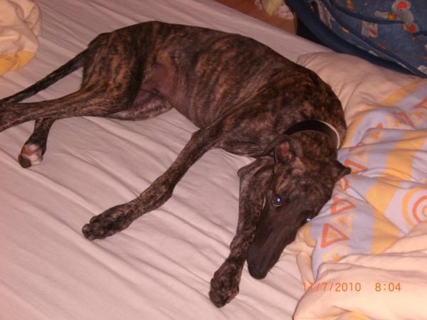 Galgo NEO aus San Anton sucht ... 4746627