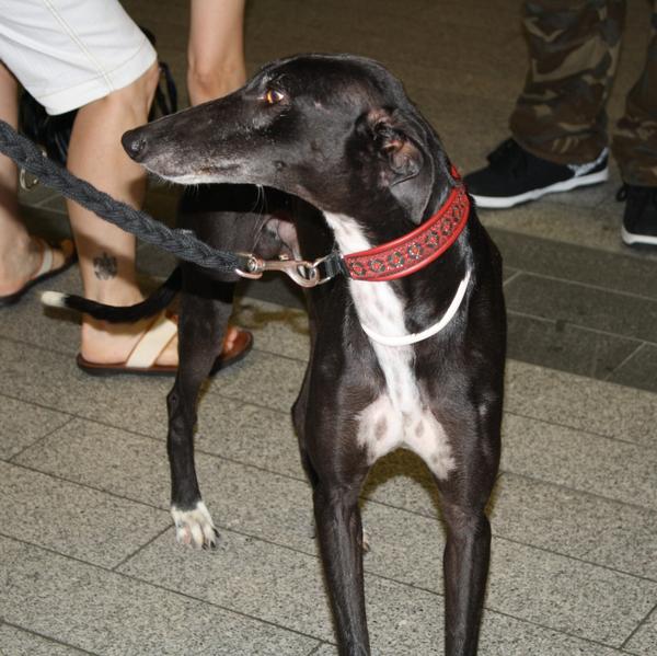 Galgo Hipi (jetzt LOUIS) aus San Anton sucht ... 4752587