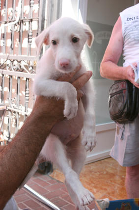 Galgowelpe Snowy (jetzt BLAKE) aus Murcia sucht ... 4774431