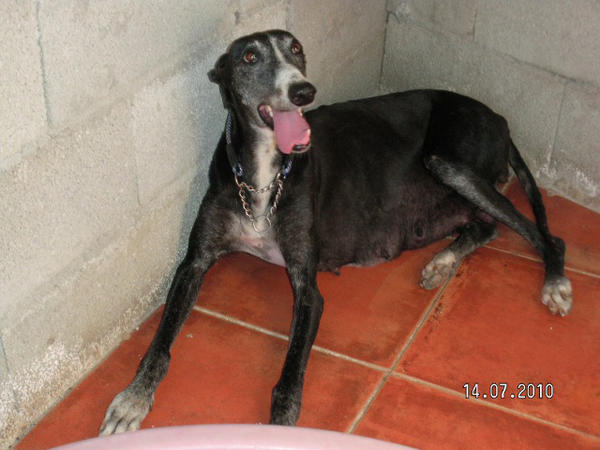 Galga BESS aus Murcia sucht ...  4785870