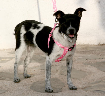 Chihuahua-Mix MICKA aus Murcia sucht ... 4795019