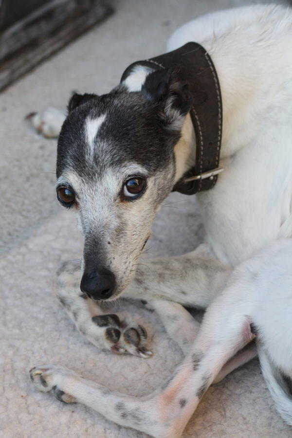 Whippet PIPPO aus Luxemburg sucht ... 4816235