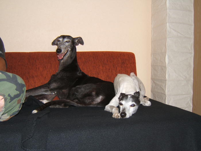 Whippet PIPPO aus Luxemburg sucht ... 4817909