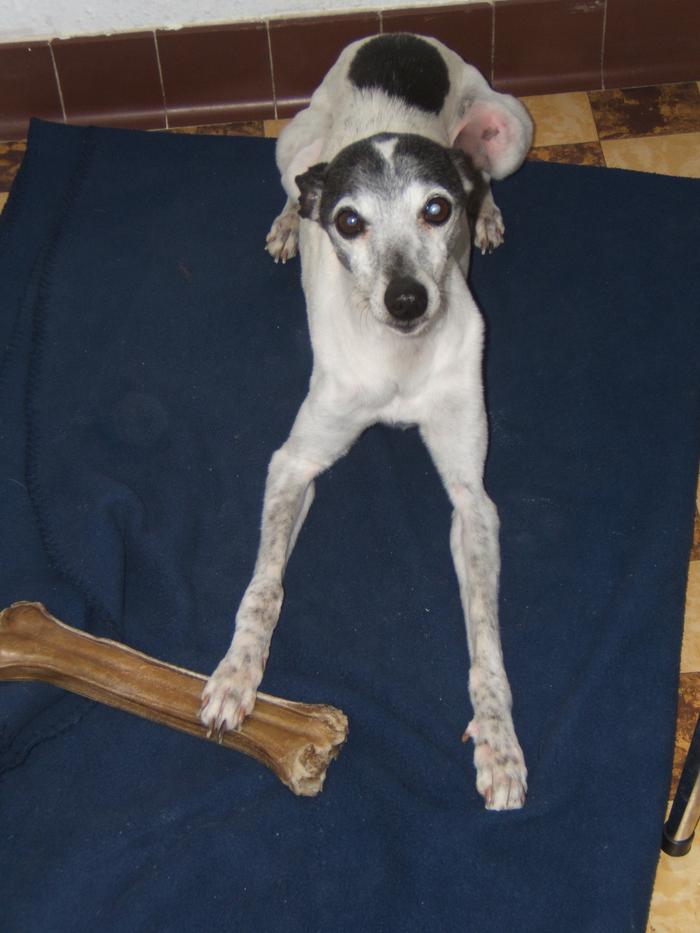 Whippet PIPPO aus Luxemburg sucht ... 4819519