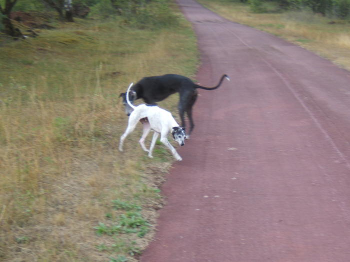 Whippet PIPPO aus Luxemburg sucht ... 4841907