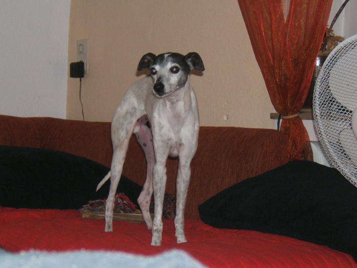 Whippet PIPPO aus Luxemburg sucht ... 4842062