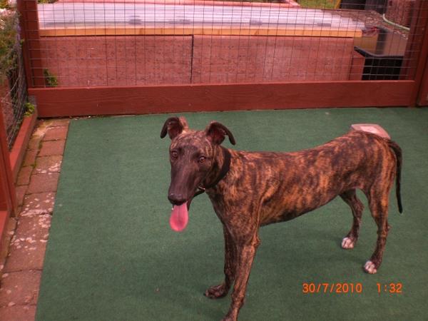 Galgo NEO aus San Anton sucht ... - Seite 2 4876797