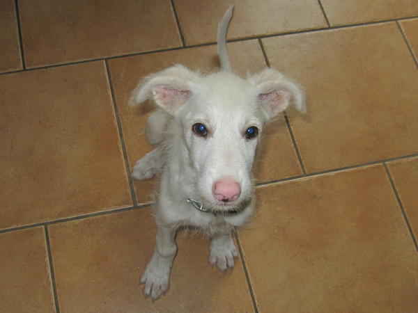 Galgowelpe Snowy (jetzt BLAKE) aus Murcia sucht ... - Seite 2 4886127