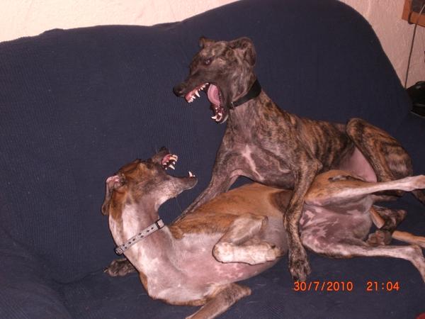 Galgo NEO aus San Anton sucht ... - Seite 2 4925975