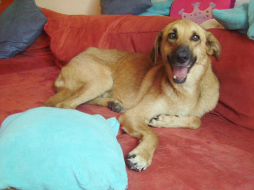 Mischlingshund MERLIN aus Murcia (bereits in Deutschland) sucht dringend ... 4955067