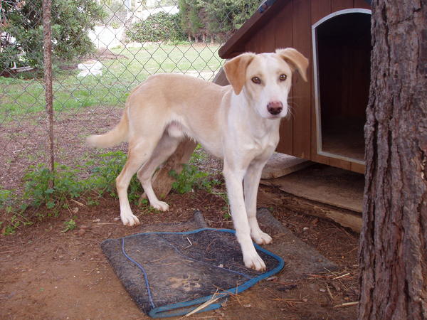 Podenco-Mix KUKO aus Conil sucht ... 5000157