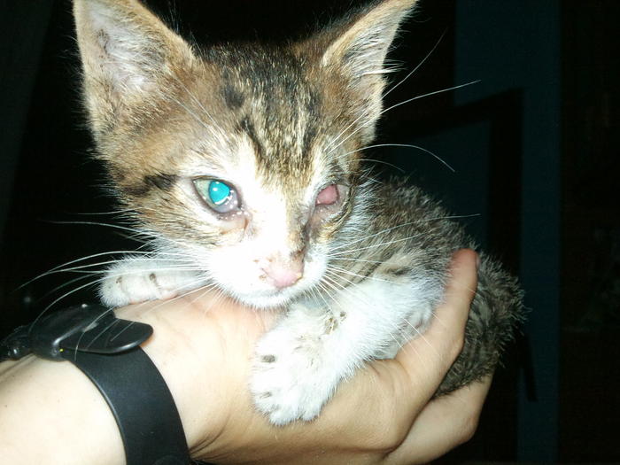 gatito de menos de dos meses urge acogida o adopcion! 5032993