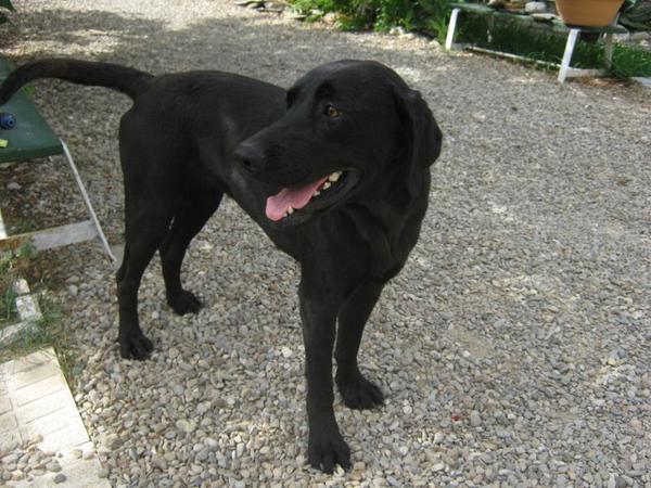 Labrador-Mischlingshündin SARA aus Conil sucht ... 5108634