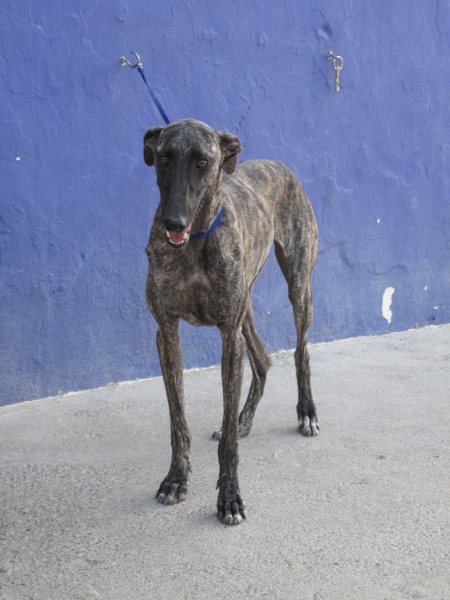 Galga Astra aus San Anton sucht ... 5161379