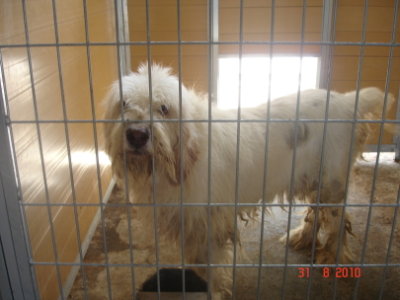 Bobtailmix Lucky sucht dringend ein Zuhause  5278131