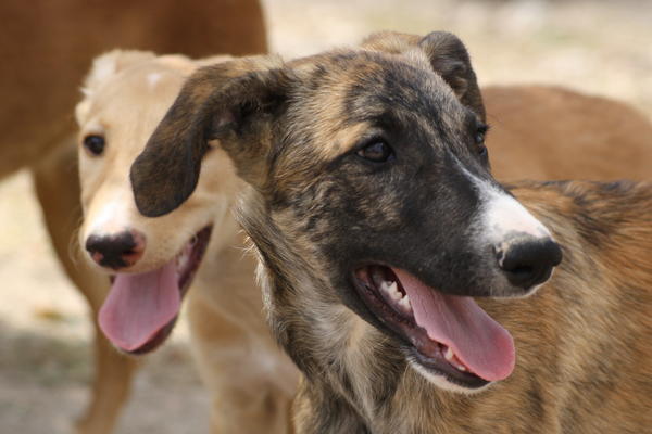 Galgo-Mix-Welpe Spike (jetzt DAKOTA) aus Murcia sucht ... 5287523