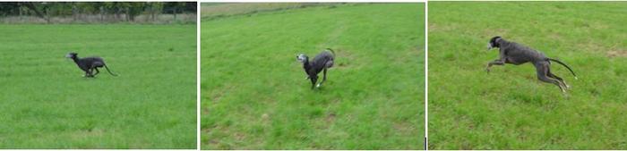 Galga CHEYENNE aus Murcia sucht ... - Seite 2 5313645