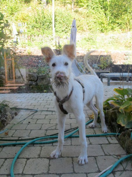 Galgowelpe Snowy (jetzt BLAKE) aus Murcia sucht ... - Seite 2 5399589