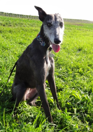 Galga CHEYENNE aus Murcia sucht ... - Seite 2 5401597