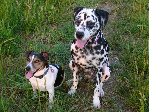 Post von * Dalmata, jetzt Jule * 5451064