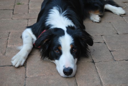 Aussie Mira, 1,5 Jahre, black tri sucht ganz dringen neues Zu Hause!! 5667232