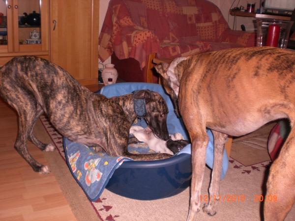 Galgo NEO aus San Anton sucht ... - Seite 3 5694483