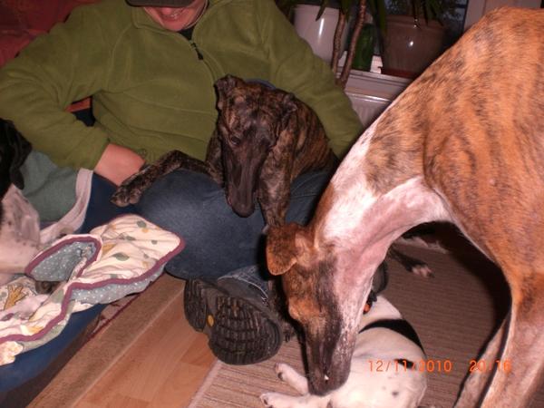 Galgo NEO aus San Anton sucht ... - Seite 3 5694512