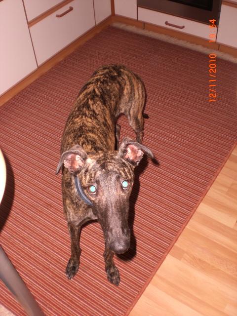 Galgo NEO aus San Anton sucht ... - Seite 3 5694532