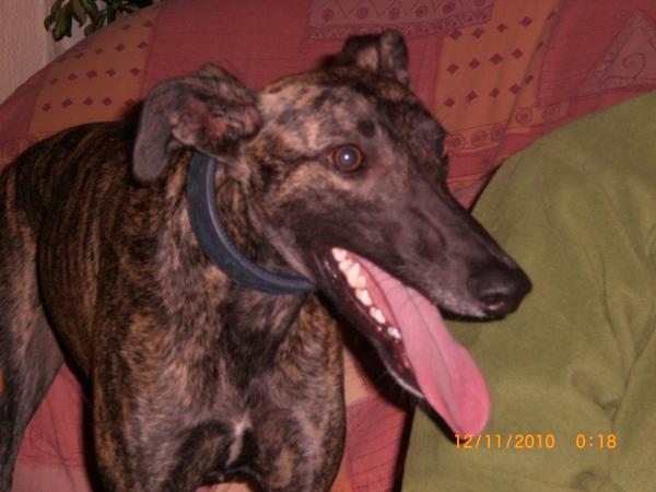 Galgo NEO aus San Anton sucht ... - Seite 3 5694565