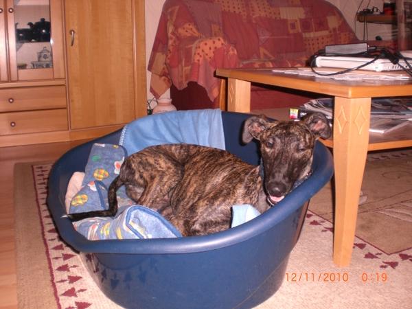 Galgo NEO aus San Anton sucht ... - Seite 3 5694571