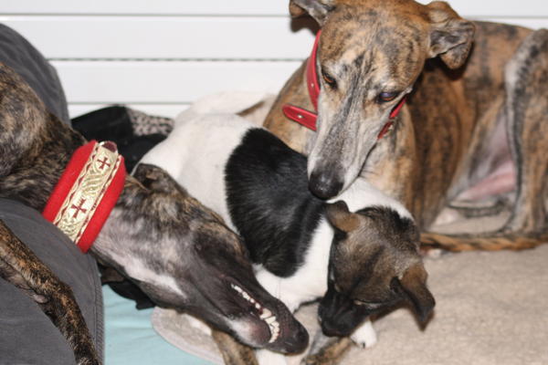 Galgo NEO aus San Anton sucht ... - Seite 4 5754017