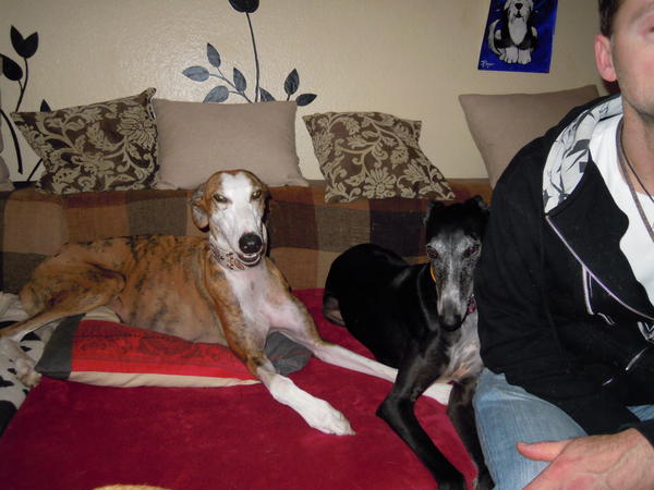 D: Galgo Careto aus Andalusien sucht dringend ... - Galgo-Lovers - - Seite 2 5824138