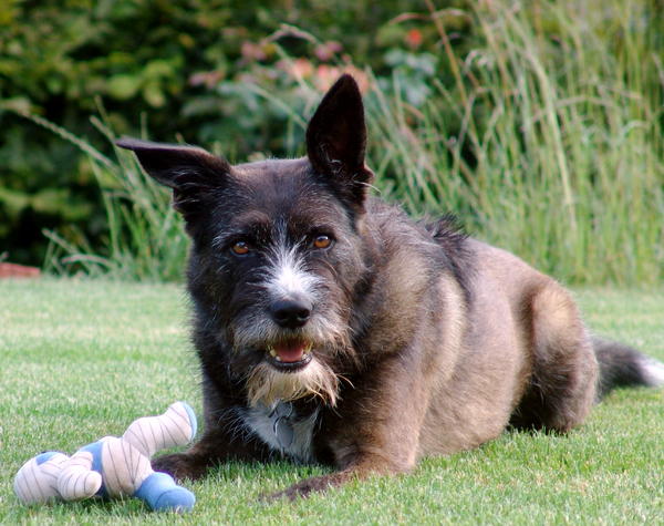 Schäfer-Schnauzer-Mix Billy aus Merzig (D) sucht ... 5864711