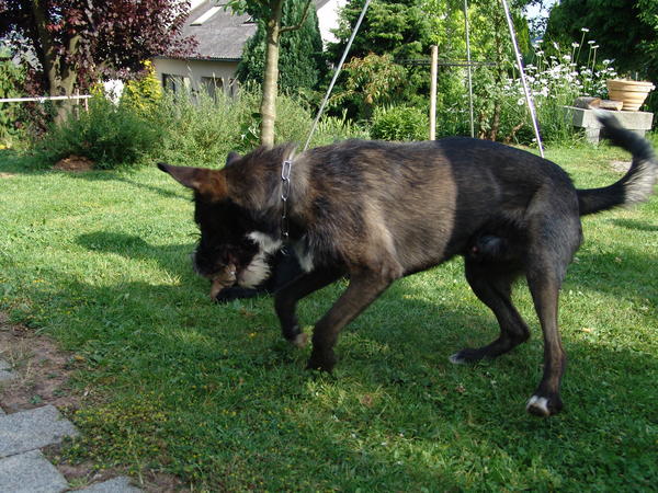 Schäfer-Schnauzer-Mix Billy aus Merzig (D) sucht ... 5864715