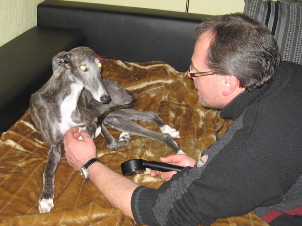 Galga CHELSEY aus Murcia sucht ... - Seite 7 5881884