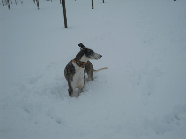 Galga ALICE aus Andalusien sucht ... WIN-Lux 5899086