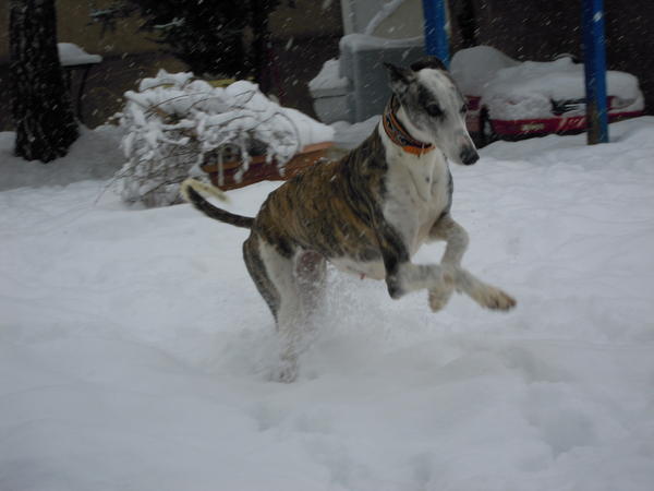 Galga ALICE aus Andalusien sucht ... WIN-Lux 5905920