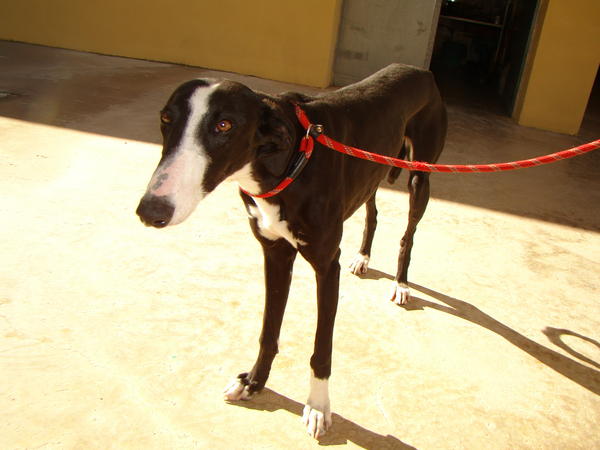 Galga Cielo (jetzt SALLY) aus Leiva sucht ... 6001719