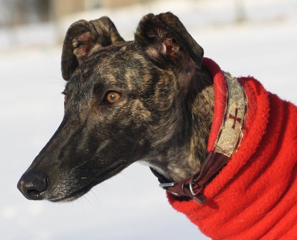 Galgo NEO aus San Anton sucht ... - Seite 4 6001970