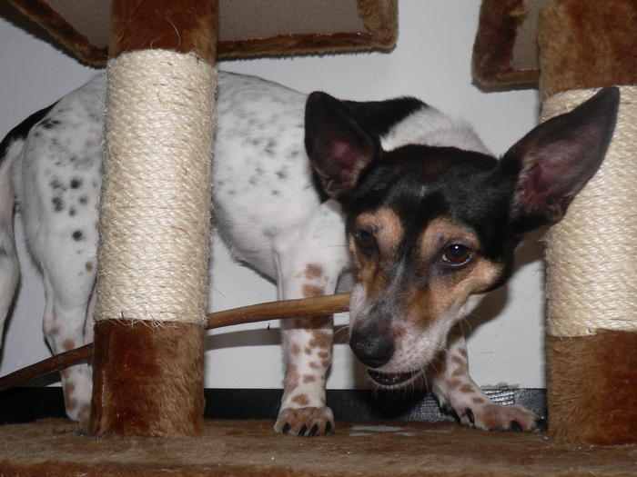 Lohmi ca. 4-5 Jahre alte Jack Russell Mix-Hndin auf PS in D sucht Zuhause 6031289