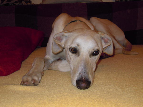 Galga LUNI aus Murcia sucht ... 6046734