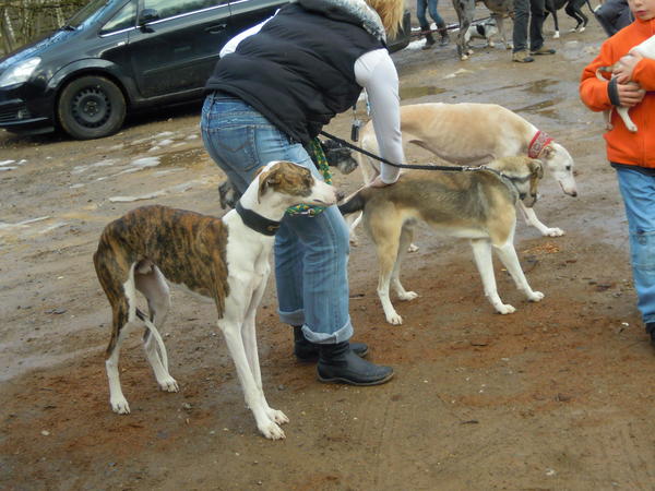 Galgo Alex (jetzt ROMEO) aus Leiva sucht ... 6046803