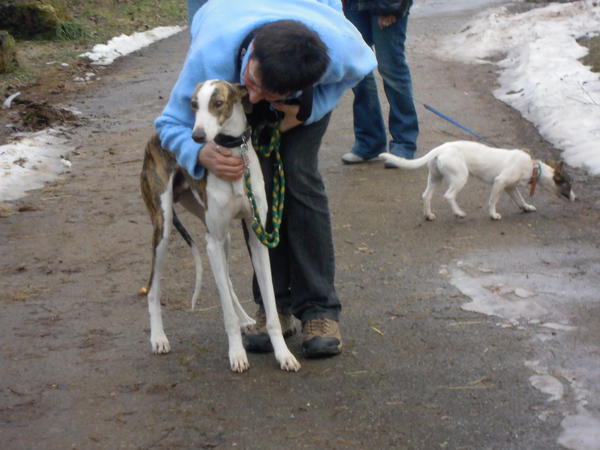 Galgo Alex (jetzt ROMEO) aus Leiva sucht ... 6046805