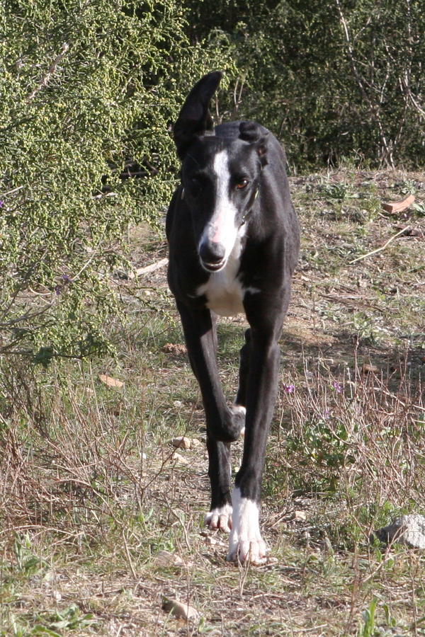 Galga Cielo (jetzt SALLY) aus Leiva sucht ... 6062333