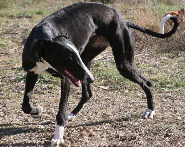 Galga Cielo (jetzt SALLY) aus Leiva sucht ... 6062334