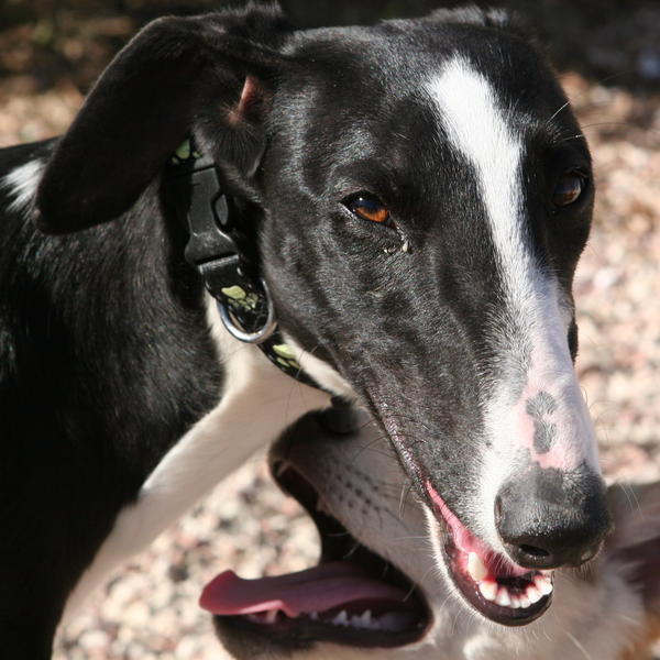 Galga Cielo (jetzt SALLY) aus Leiva sucht ... 6062335