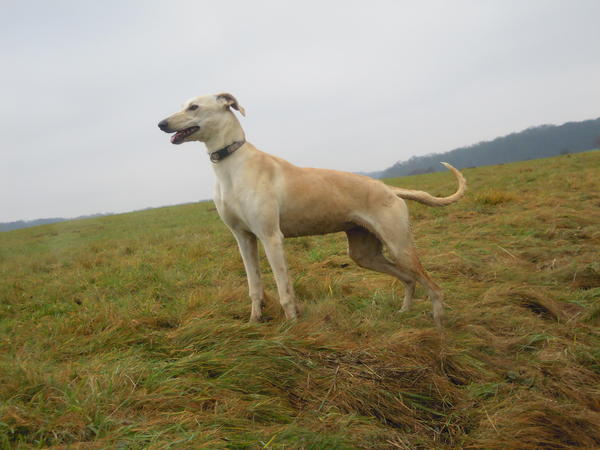 Galga LUNI aus Murcia sucht ... 6063101