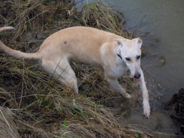 Galga LUNI aus Murcia sucht ... 6063103