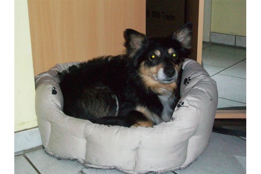 Dingo,6 Jahre alt 6064839